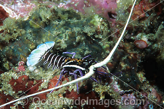 Painted Crayfish (Panulirus versicolor) - juvenile. Found throughout the Indo-Pacific. Photo taken Lembeh Strait, Sulawesi, Indonesia Photo - Gary Bell Painted Crayfish (Panulirus versicolor) - juvenile. Found throughout the Indo-Pacific. Photo taken Lembeh Strait, Sulawesi, Indonesia Photo - Gary Bell