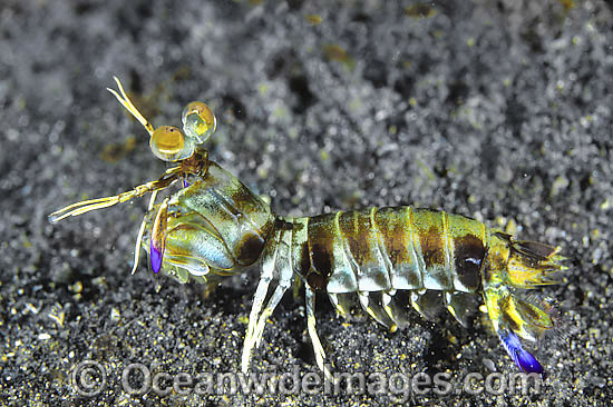 Mantis Shrimp Odontodactylus latirostris photo