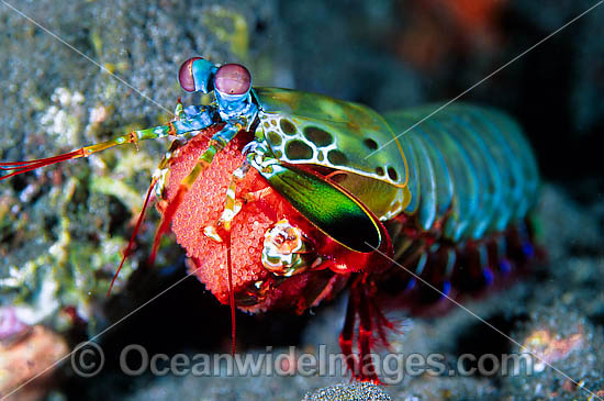 Mantis Shrimp with eggs photo Mantis Shrimp with eggs photo