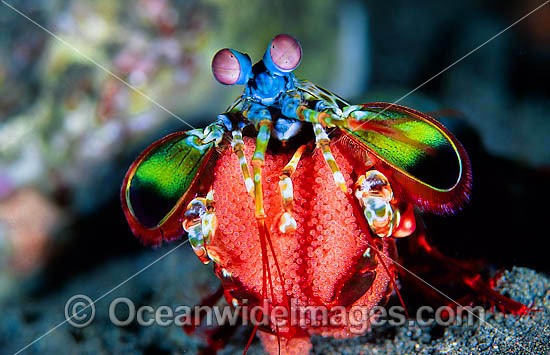 Mantis Shrimp (Odontodactylus scyallarus) - female carrying egg mass. Found on sand and rubble throughout the Indo-Pacific. Photo taken at Tulamben, Bali, Indonesia Photo - Gary Bell