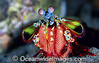 Mantis Shrimp Odontodactylus scyallarus Photo - Gary Bell