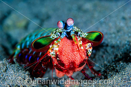 Mantis Shrimp with eggs photo Mantis Shrimp with eggs photo