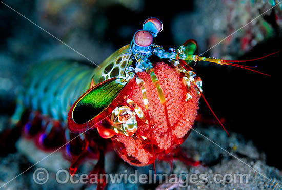Mantis Shrimp with eggs photo Mantis Shrimp with eggs photo