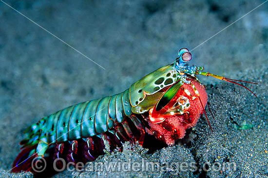 Mantis Shrimp Odontodactylus scyallarus photo