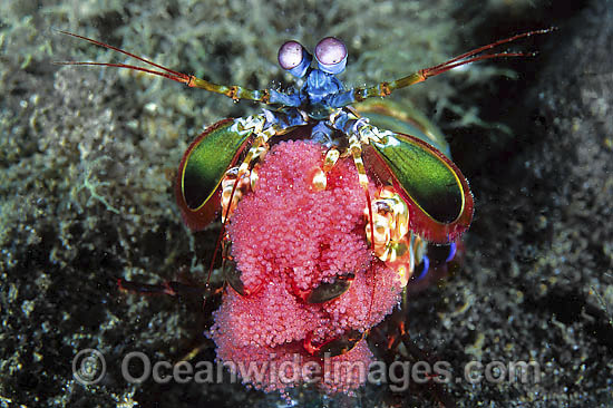 Mantis Shrimp with eggs photo Mantis Shrimp with eggs photo
