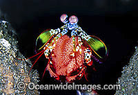 Mantis Shrimp Odontodactylus scyallarus Photo - Gary Bell
