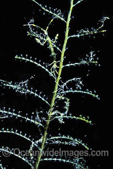 Ghost Shrimp (Caprella sp.) on Hydroid Sea Fern. Also known as Skeleton Shrimp. Found throughout the Indo-Pacific. Photo taken at Tulamben, Bali, Indonesia Photo - Gary Bell