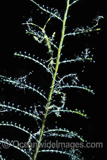 Ghost Shrimp Caprella sp. photo Ghost Shrimp Caprella sp. photo