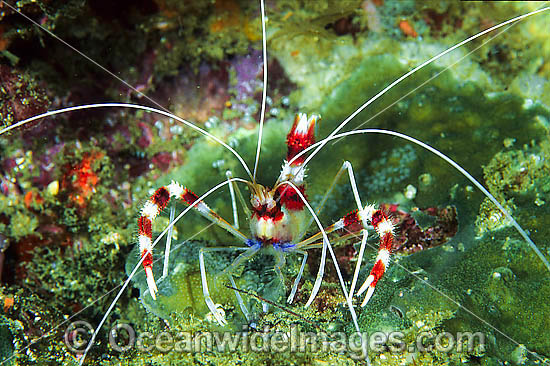 Banded Coral Cleaner Shrimp Stenopus hispidus photo Banded Coral Cleaner Shrimp Stenopus hispidus photo