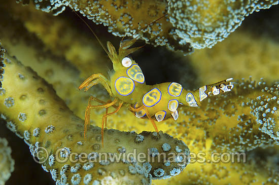 Commensal Ambonian Shrimp photo Commensal Ambonian Shrimp photo