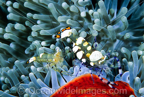 Commensal Shrimp Periclimenes brevicarpalis photo Commensal Shrimp Periclimenes brevicarpalis photo