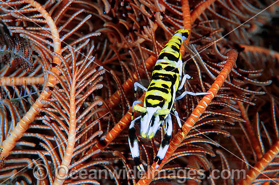 Commensal Crinoid Shrimp (Periclimenes sp.) on Crinoid Feather Star. Found in association with crinoid feather stars throughout Indo-Pacific. Photo taken Tulamben, Bali, Indonesia Photo - Gary Bell Commensal Crinoid Shrimp (Periclimenes sp.) on Crinoid Feather Star. Found in association with crinoid feather stars throughout Indo-Pacific. Photo taken Tulamben, Bali, Indonesia Photo - Gary Bell