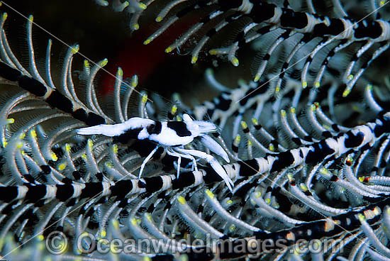 Commensal Crinoid Shrimp Periclimenes sp. photo