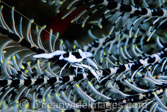 Commensal Crinoid Shrimp Periclimenes sp. photo Commensal Crinoid Shrimp Periclimenes sp. photo