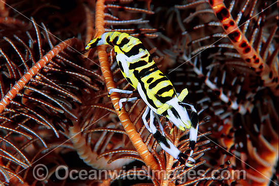 Commensal Crinoid Shrimp on Crinoid photo Commensal Crinoid Shrimp on Crinoid photo