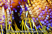 Commensal Shrimp Allopontonia iaina Photo - Gary Bell