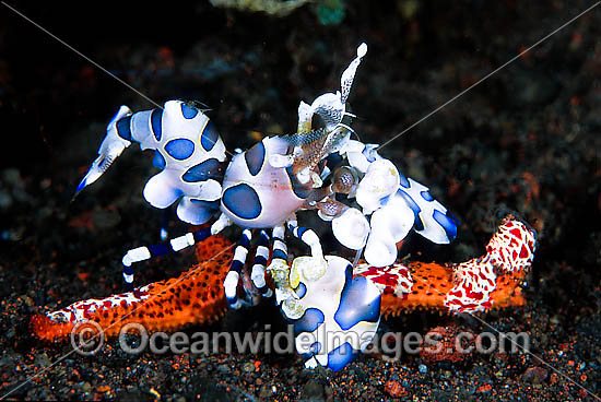 Harlequin Shrimp feeding on sea star photo