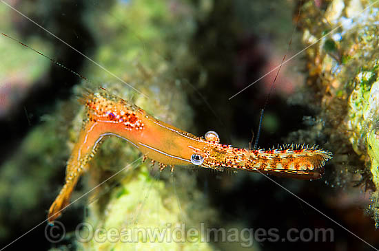 Palaemonid Shrimp Leander plumosus photo Palaemonid Shrimp Leander plumosus photo
