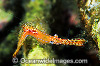 Palaemonid Shrimp Leander plumosus Photo - Gary Bell