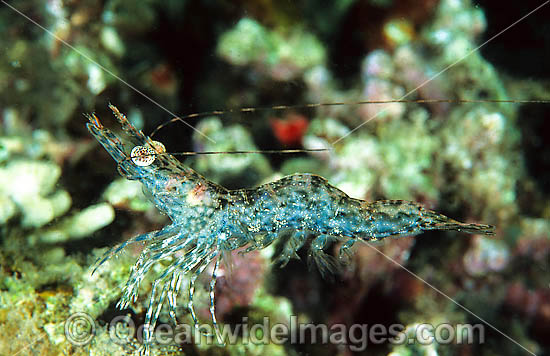 Ghost Shrimp Heteropenaeus longimanus photo Ghost Shrimp Heteropenaeus longimanus photo