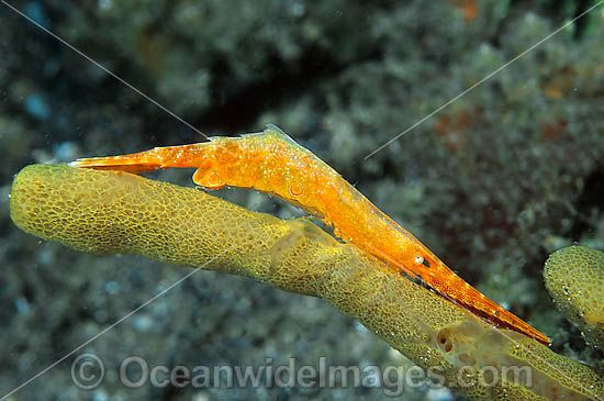 Coral Shrimp (Tozeuma sp.). Also known as Saw Blade Shrimp. Found throughout Indo-Pacific. Photo taken Lembeh Strait, Sulawesi, Indonesia Photo - Gary Bell