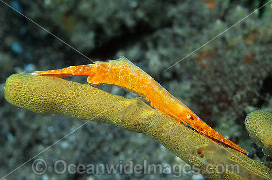 Coral Shrimp Tozeuma sp. photo