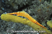 Coral Shrimp Tozeuma sp. Photo - Gary Bell