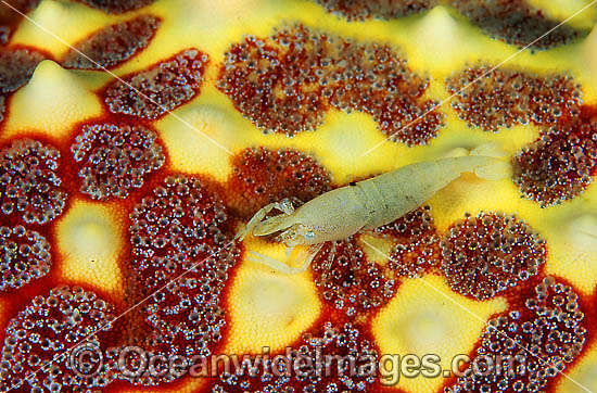 Commensal Shrimp on a Sea Star photo