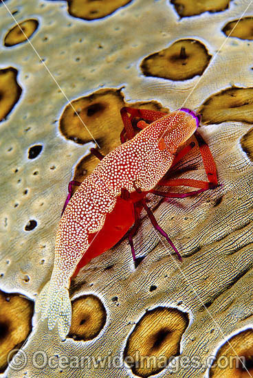 Commensal Shrimp on a Sea Cucumber photo Commensal Shrimp on a Sea Cucumber photo