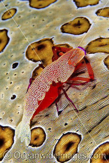 Commensal Shrimp on a Sea Cucumber photo