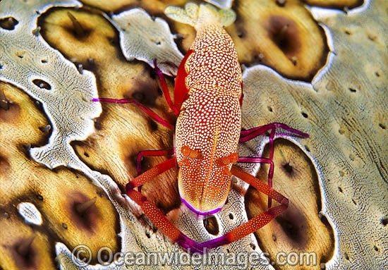 Commensal Shrimp on a Sea Cucumber photo