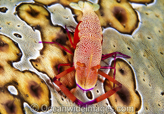Commensal Shrimp (Periclimenes imperator) on a Sea Cucumber (Bohadschia argus). Found in association with sea stars, sea cucumbers and nudibranchs throughout Indo-Pacific. Photo taken Lembeh Strait, Sulawesi, Indonesia Commensal Shrimp (Periclimenes imperator) on a Sea Cucumber (Bohadschia argus). Found in association with sea stars, sea cucumbers and nudibranchs throughout Indo-Pacific. Photo taken Lembeh Strait, Sulawesi, Indonesia