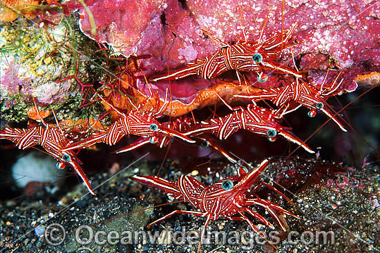 Hingebeak Shrimp Rhynchocinetes durbanensis photo Hingebeak Shrimp Rhynchocinetes durbanensis photo
