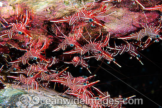 Hingebeak Shrimp photo Hingebeak Shrimp photo