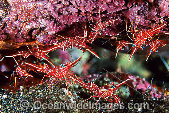Hingebeak Shrimp Rhynchocinetes durbanensis photo Hingebeak Shrimp Rhynchocinetes durbanensis photo