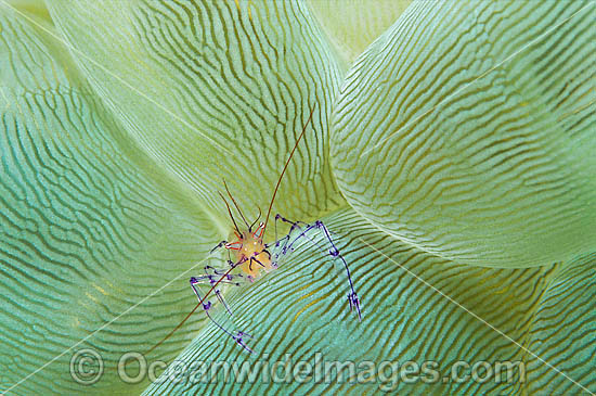Commensal Shrimp photo Commensal Shrimp photo