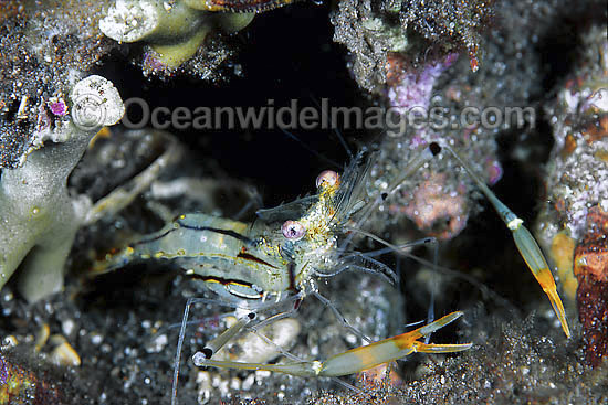 Commensal Shrimp Periclimenes sp. photo Commensal Shrimp Periclimenes sp. photo