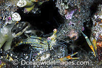 Commensal Shrimp Periclimenes sp. Photo - Gary Bell