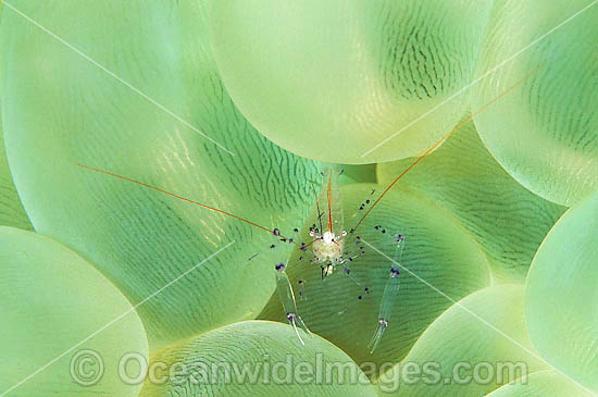 Commensal Shrimp on Bubble Coral photo