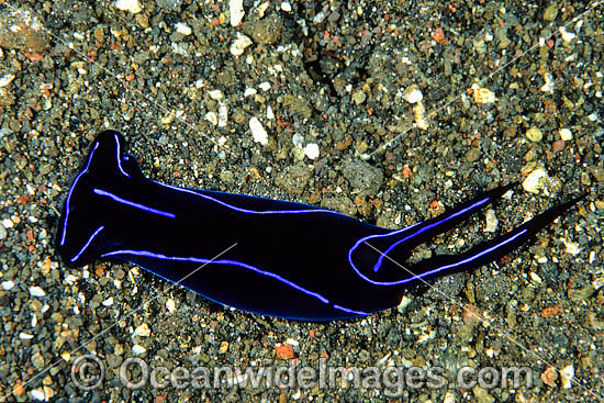 Electric Swallowtail (Chelidonura varians). A type of Sea Slug found throughout the Indo-Pacific. Photo taken at Tulamben, Bali, Indonesia Photo - Gary Bell Electric Swallowtail (Chelidonura varians). A type of Sea Slug found throughout the Indo-Pacific. Photo taken at Tulamben, Bali, Indonesia Photo - Gary Bell