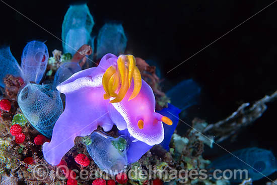 Pink Dorid Nudibranch Chromodoris bullocki photo