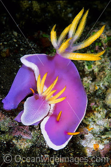 Pink Dorid Nudibranch photo