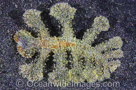 Nudibranch (Melibe fimbriata). This large bizarre looking nudibranch resembles a mass of algae, reaching more than 200 mm in length. Found throughout the Indo-Pacific. Photo taken Lembeh Strait, Sulawesi, Indonesia. Known as part of the Coral Triangle. Photo - Gary Bell Nudibranch (Melibe fimbriata). This large bizarre looking nudibranch resembles a mass of algae, reaching more than 200 mm in length. Found throughout the Indo-Pacific. Photo taken Lembeh Strait, Sulawesi, Indonesia. Known as part of the Coral Triangle. Photo - Gary Bell