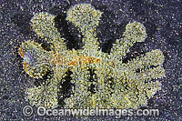 Nudibranch Melibe fimbriata Photo - Gary Bell