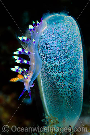 Nudibranch (Flabellina exoptata) on a Sea Tunicate (Rhopalaea sp.). Found throughtout Indo-West Pacific. Photo taken at Tulamben, Bali, Indonesia Photo - Gary Bell Nudibranch (Flabellina exoptata) on a Sea Tunicate (Rhopalaea sp.). Found throughtout Indo-West Pacific. Photo taken at Tulamben, Bali, Indonesia Photo - Gary Bell