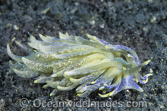 Nudibranch (Phyllodesmium sp.). Found throughout Indo-West Pacific. Photo taken Lembeh Strait, Sulawesi, Indonesia Photo - Gary Bell Nudibranch (Phyllodesmium sp.). Found throughout Indo-West Pacific. Photo taken Lembeh Strait, Sulawesi, Indonesia Photo - Gary Bell