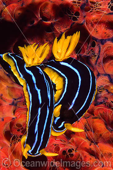 Nudibranch (Chromodoris kuiteri) - pair on Sponge. Found in South-West Pacific, including Australia and Coral Sea. Photo taken on Great Barrier Reef, Queensland, Australia Photo - Gary Bell Nudibranch (Chromodoris kuiteri) - pair on Sponge. Found in South-West Pacific, including Australia and Coral Sea. Photo taken on Great Barrier Reef, Queensland, Australia Photo - Gary Bell