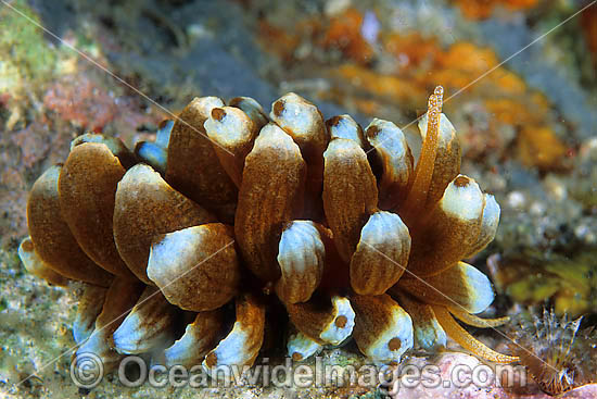 Nudibranch (Phyllodesmium kabiranum). Found throughout Indo-West Pacific. Photo taken Lembeh Strait, Sulawesi, Indonesia Photo - Gary Bell