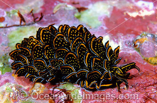 Many-petalled Nudibranch Cyerce nigricans photo Many-petalled Nudibranch Cyerce nigricans photo