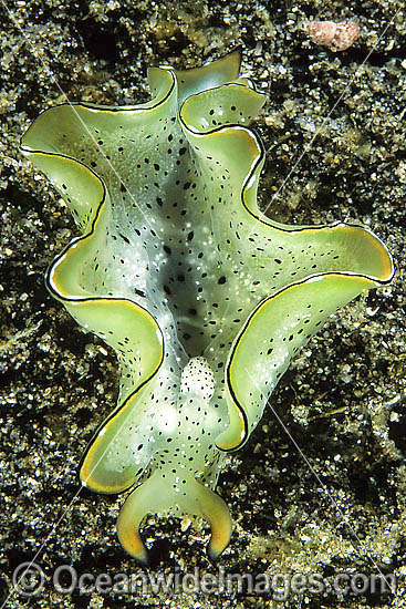 Sacoglossan (Elysia ornata). Found throughout the Indo-West Pacific. Photo taken at Tulamben, Bali, Indonesia Photo - Gary Bell Sacoglossan (Elysia ornata). Found throughout the Indo-West Pacific. Photo taken at Tulamben, Bali, Indonesia Photo - Gary Bell